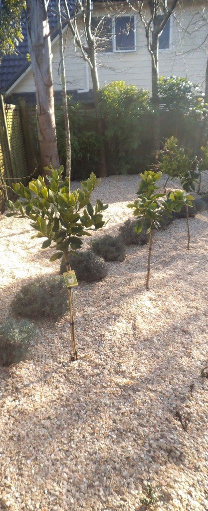 Lemon and Lavender Planting